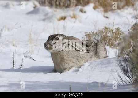 white-sided jackrabbit (Lepus callotis) in the snow,  New Mexico USA Stock Photo