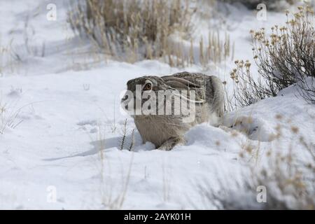 white-sided jackrabbit (Lepus callotis) in the snow,  New Mexico USA Stock Photo