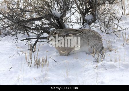 white-sided jackrabbit (Lepus callotis) in the snow,  New Mexico USA Stock Photo