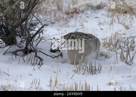 white-sided jackrabbit (Lepus callotis) in the snow,  New Mexico USA Stock Photo