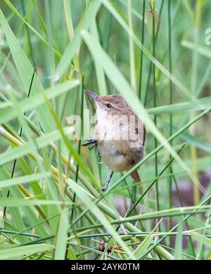 Australian Reed Warbler (Acrocephalus australis) perched on blades of grass Stock Photo