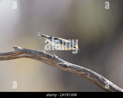 Striated Pardalote (Pardalotus striatus) perched on a branch, Gluepot Reserve, South Australia, Australia Stock Photo