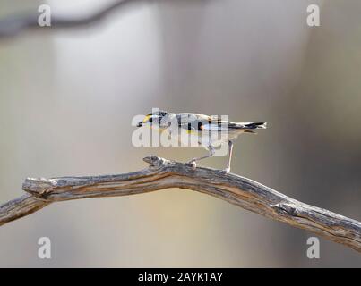 Striated Pardalote (Pardalotus striatus) perched on a branch, Gluepot Reserve, South Australia, Australia Stock Photo