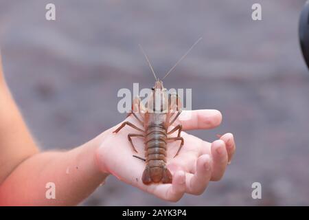 Close view of a crayfish sitting on a kid's hand Stock Photo