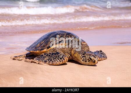 Up close photo of a green turtle on a Kamaole Beach III, Maui Hawaii. A young green turtle crawled on a beach full of people on a sunny day Stock Photo
