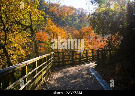 Colorful autumn trail in countryside of Osaka, Japan