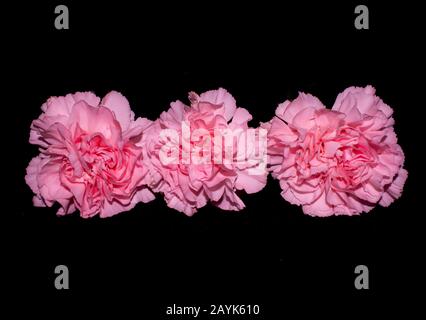 Three pink carnation flowers in a row isolated on black Stock Photo