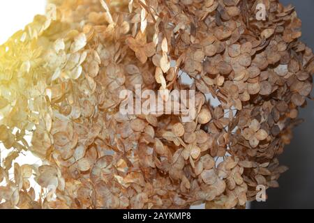 Dry Hydrangea Flowers Wilted Petals. Orange flowers heads. Close up Stock Photo