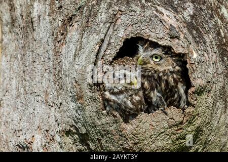 Two little owls (Scientific name: Athene noctua) in a hollowed out tree trunk. One of the little owls is asleep. Little owl is the species.  Landscape Stock Photo