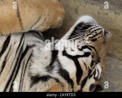 Tiger in Tiger Kingdom, Chiang Mai, Thailand. Stock Photo