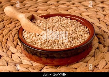 Pearl barley, or pearled barley, in a scoop, in a bowl, with front to back focus. Stock Photo