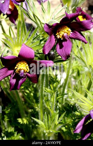 Gewöhnliche Küchenschelle, Pulsatilla vulgaris subsp. vulgaris Stock Photo