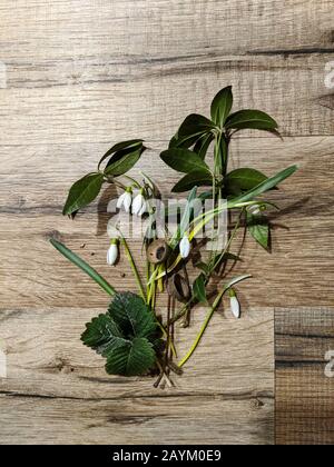 Fresh white snowdrop flowers with herbs on wooden table from a high angle view Stock Photo