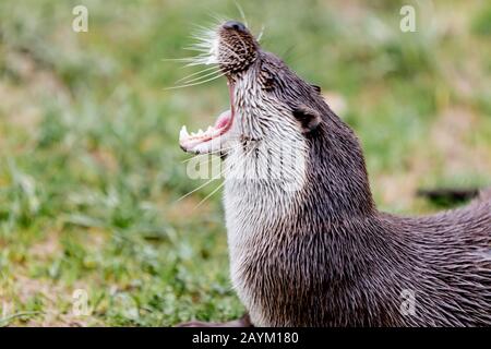 British Wildlife in the Winter Stock Photo