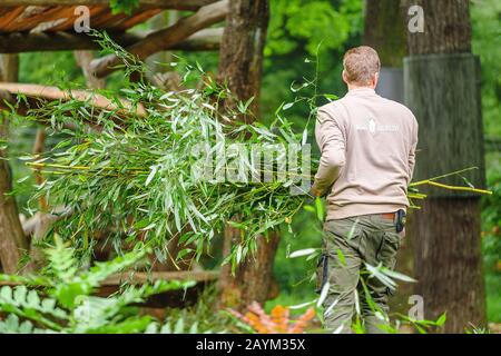 18 MAY 2018, BERLIN, GERMANY: worker man at the Berlin Zoo prepares bamboo branches for feeding the Panda and other animals Stock Photo