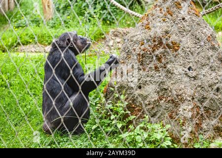 ape making a tool of a twig and hunting for ants or termites in the Zoo Stock Photo