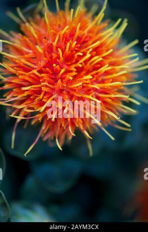 Bright red ball flower with an explosion of yellow tendrils standing out against a dark green background Stock Photo