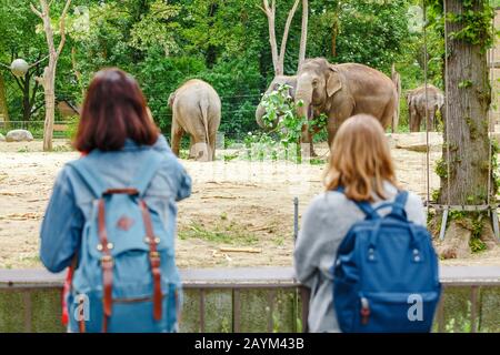 18 MAY 2018, BERLIN, GERMANY: Two girls friends students watching at elephant family feeding in the zoo Stock Photo