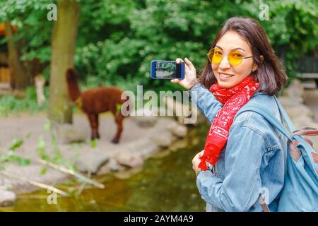 Woman taking photo of Llama grazing at feeding time in Zoo Stock Photo