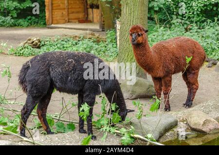 Two Llama grazing at feeding time in Zoo Stock Photo