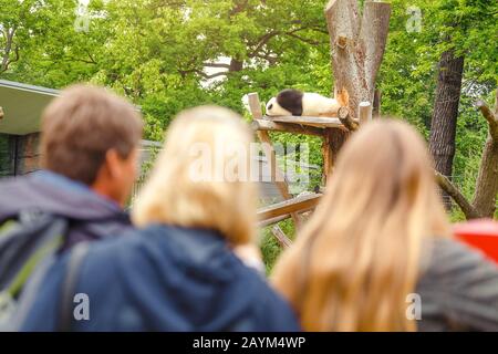 18 MAY 2018, BERLIN, GERMANY: People visitors at the zoo are watching a giant panda lying asleep on a tree Stock Photo