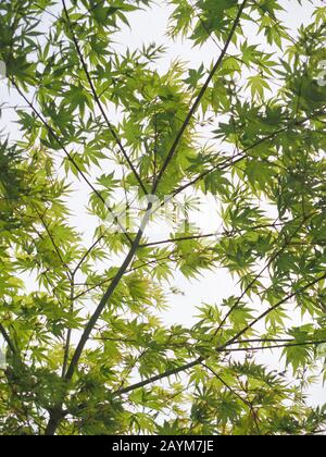a maple tree with fresh green leaves against a bright sky Stock Photo