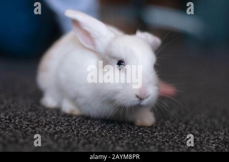 small domestic lop white rabbit long-eared posing Stock Photo