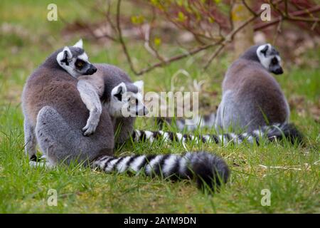 ring-tailed lemur (Lemur catta), three ring-tailed lemur sitting in a meadow Stock Photo