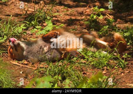 red fox (Vulpes vulpes), weltering on the ground, in change of fur, Germany, North Rhine-Westphalia