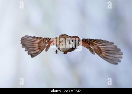 Eurasian tree sparrow (Passer montanus), in flight, Germany Stock Photo