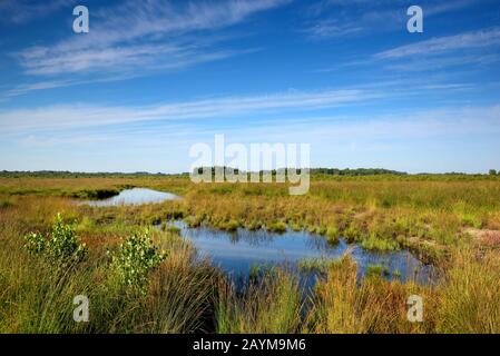 pond at Haaksbergerveen , Netherlands, Overijssel, Haaksbergen Stock Photo