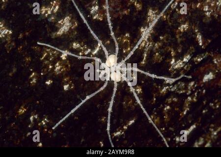 Pycogonid sea spider, spider, pantopoda spec Stock Photo - Alamy