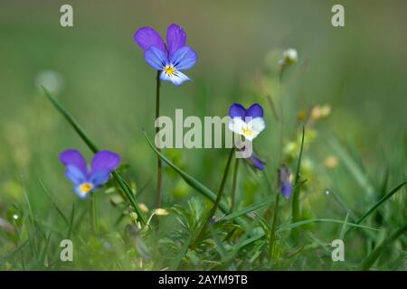 Heartsease, Heart's ease, Heart's delight, Tickle-my-fancy, Wild pansy, Jack-jump-up-and-kiss-me, Come-and-cuddle-me, Three faces in a hood, Love-in-idleness (Viola tricolor), blooming, Germany Stock Photo