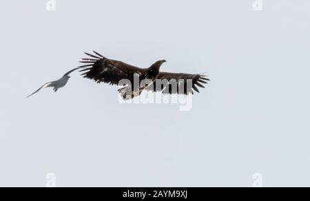 white-tailed sea eagle (Haliaeetus albicilla), gull attacks White-tailed Eagle, Norway, Troms Stock Photo