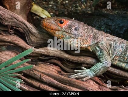 northern caiman lizard (Dracaena quianensis), portrait Stock Photo