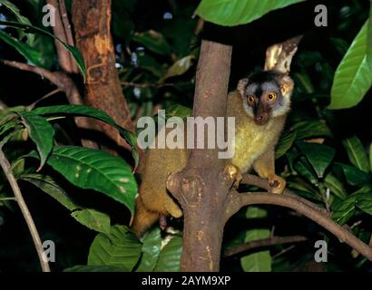 Red-fronted Brown Lemur, Audebert's Brown Lemur, Red brown lemur (Eulemur fulvus rufus), sitting on a tree Stock Photo