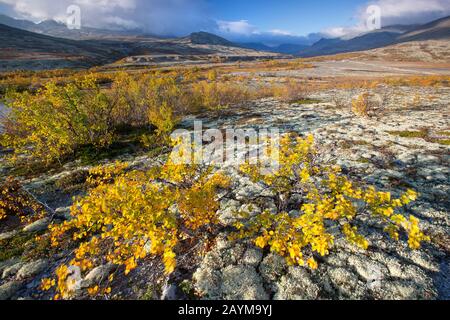 Smooth dwarf birch, Dwarf birch, Dwarf-birch (Betula nana), tundra with birches and riverbank in Rondane national parc in autumn, Norway, Rondane National Park
