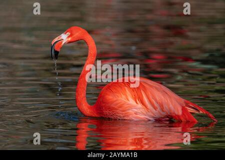 greater flamingo (Phoenicopterus roseus, Phoenicopterus ruber roseus), standing in shallow water, side view Stock Photo