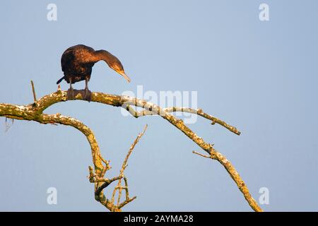 great cormorant (Phalacrocorax carbo), sits on a dead tree, Netherlands, Naardermeer Stock Photo