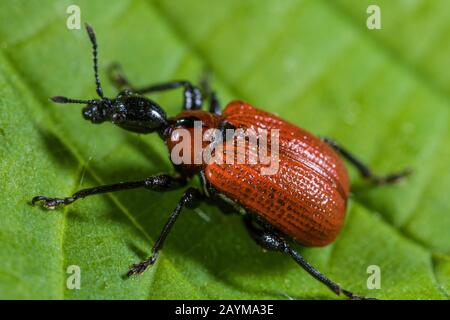 Hazel weevil (Apoderus coryli), sitting on a leaf, view from above, Germany Stock Photo