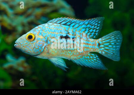 Pearl Cichlid; Green Cichlid (Herichthys carpinte), swimming, side view Stock Photo