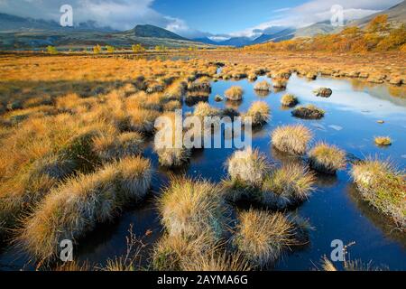 tundra with , Norway, Oppdal, Rondane National Park Stock Photo