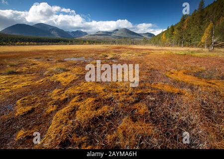 Smooth dwarf birch, Dwarf birch, Dwarf-birch (Betula nana), Rondane national parc in autumn, Norway, Ottadalen, Rondane National Park Stock Photo