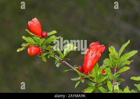 pomegranate, anar (Punica granatum), branch with buds, Montenegro, Lake Skader National Park Stock Photo