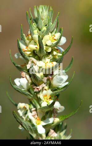 White mullein, Dark mullein (Verbascum lychnitis), blooming white, Germany Stock Photo