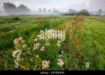 hemp-agrimony, common hemp agrimony (Eupatorium cannabinum), blooming in a ditch in morning mist, Belgium, East Flanders, Bourgoyen Stock Photo
