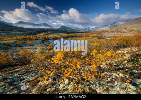 Smooth dwarf birch, Dwarf birch, Dwarf-birch (Betula nana), tundra with birches and riverbank in Rondane national parc in autumn, Norway, Rondane National Park Stock Photo