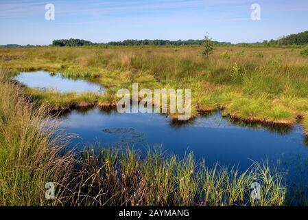 pond at Haaksbergerveen, Netherlands, Overijssel, Haaksbergen Stock Photo