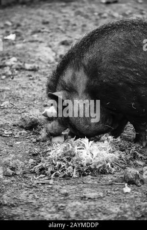 Vietnamese pig in farm, wild domestic animals Stock Photo