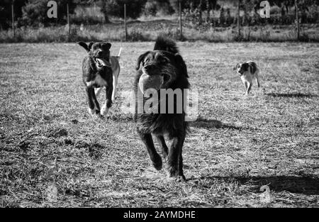 Podenco dog park in natural , domestic animals and sport Stock Photo